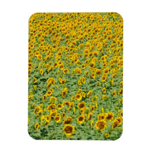 Geel zonnebloemveld magneet