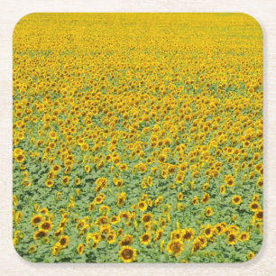 Geel zonnebloemveld vierkante kartonnen onderzetter