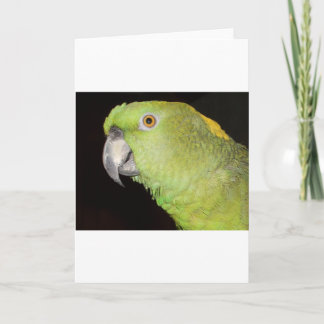 Geelachtige Amazone Kaart