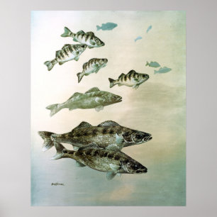 geelbaars en snoepdoek poster