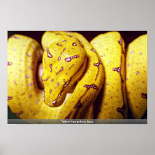 geelboompython, baby poster