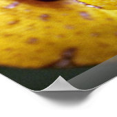 geelboompython, baby poster (Hoek)