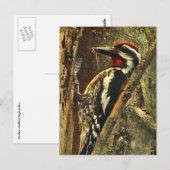Geelbuikige sapsucker Briefkaart (Voorkant / Achterkant)