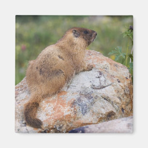 Geelbuikmarmot, Marmota flaviventris, Magneet