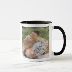Geelbuikmarmot, Marmota flaviventris, Mok