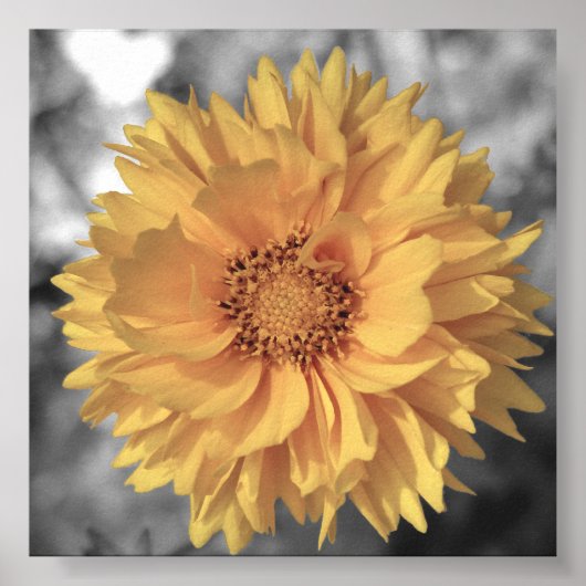 Geelgekleurde Bloem Poster (Voorkant)