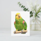 Geelkopamazon Briefkaart (Staand voorkant)