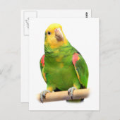 Geelkopamazon Briefkaart (Voorkant / Achterkant)
