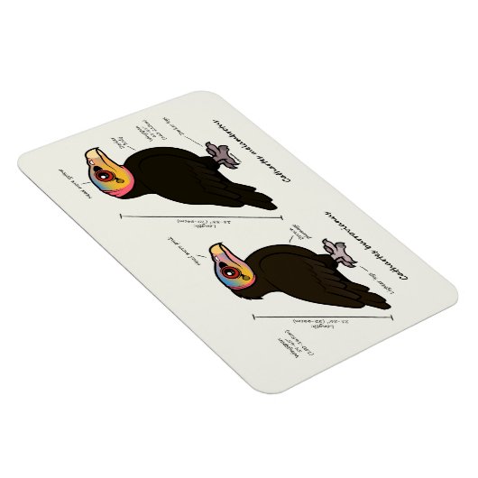 Geelkoppig Groot v Lesser Magneet (Rechterzijde)