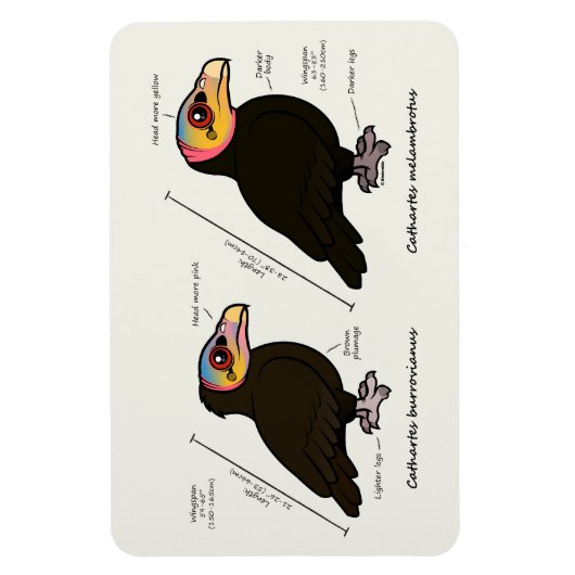 Geelkoppig Groot v Lesser Magneet (Verticaal)