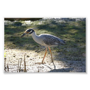 Geelkruinreiger, Florida Foto Afdruk