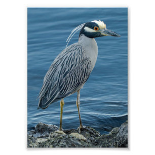 Geelkruinreiger Foto Afdruk