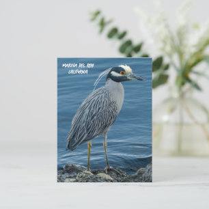 Geelkruinreiger- Marina Del Rey, CA Briefkaart