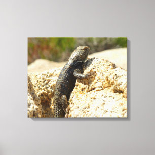 Geelrugstekelleguaan bij Joshua Tree Canvas Afdruk