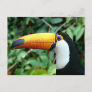 Geelsnaveltoekan Briefkaart
