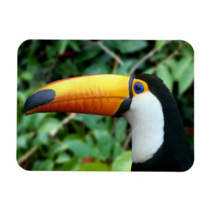Geelsnaveltoucan Magneet