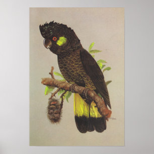 Geelstaartcocao Poster