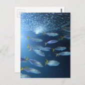 Geelvintonijn Briefkaart (Voorkant / Achterkant)