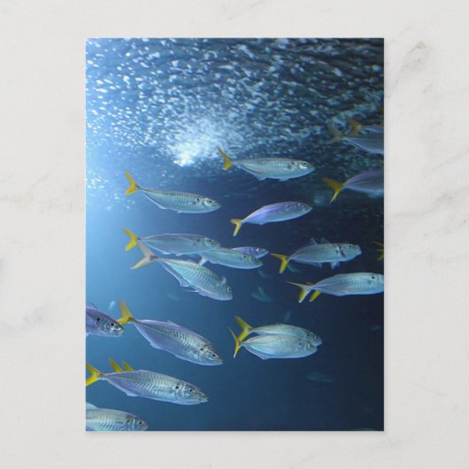 Geelvintonijn Briefkaart (Voorkant)