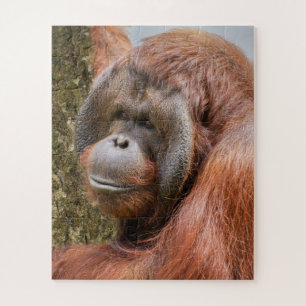 Geelzuchtige mannetjesorangutaan legpuzzel