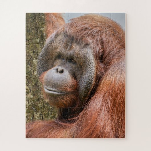 Geelzuchtige mannetjesorangutaan legpuzzel (Verticaal)