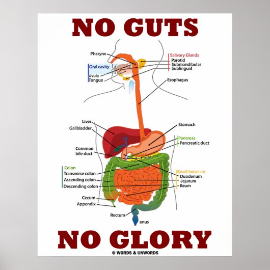 Geen darmen zonder glans (anatomie van het spijsve poster (Voorkant)