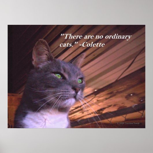 Geen gewone katten poster (Voorkant)