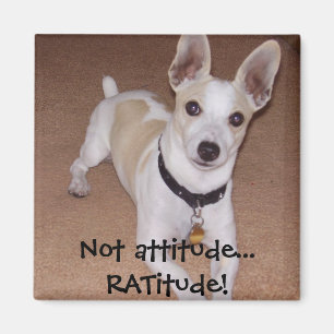 Geen houding... RATitude! Magneet
