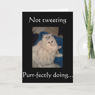 GEEN KATTEN TWITTEREN-GELUKKIGE PUR-PERFECTE VERJA KAART