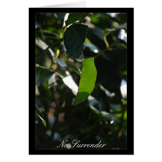 Geen overdracht (Voorkant)