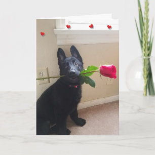 Geen puppy Love met Red Rose Valentijn Kaart