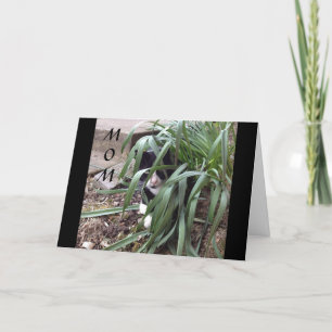 GEEN VERHEUGEN VAN DE WAARHEID "BESTE MOM" TER WER KAART