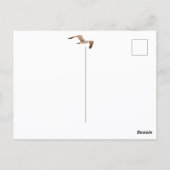 Geen vogelzuren te hoog in de zeegarnalen in het v briefkaart (Achterkant)