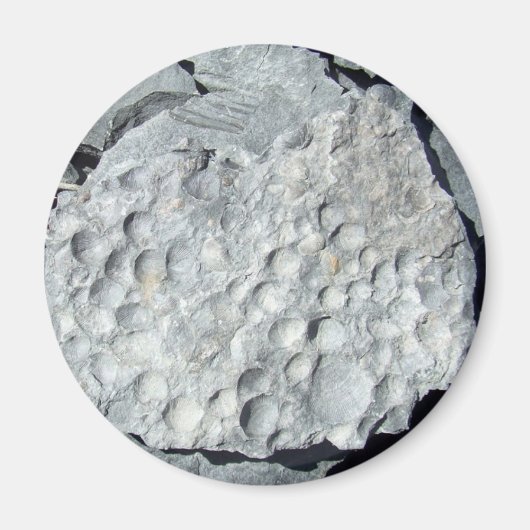 Geer Road Fossielen Magneet (Voorkant)