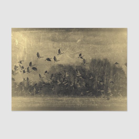 Geese  Antiek Sepia Texture Grunge Tissuepapier (Voorkant)