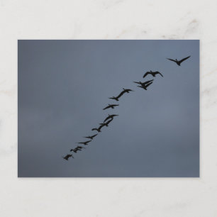 Geese Briefkaart