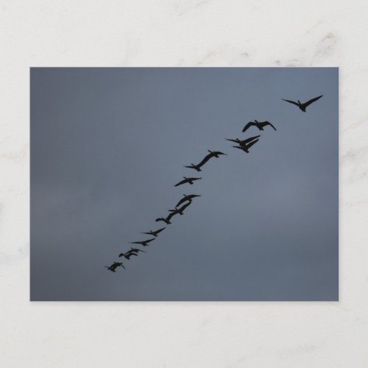 Geese Briefkaart (Voorkant)
