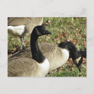 Geese Briefkaart