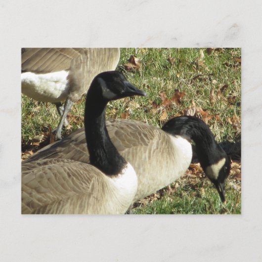 Geese Briefkaart (Voorkant)