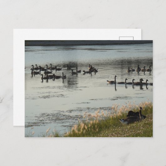 Geese Briefkaart (Voorkant / Achterkant)