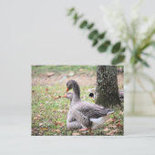Geese Briefkaart (Staand voorkant)