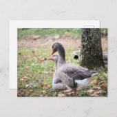 Geese Briefkaart (Voorkant / Achterkant)