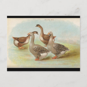 Geese Briefkaart