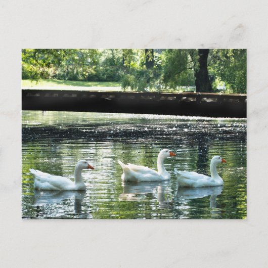 Geese Briefkaart (Voorkant)