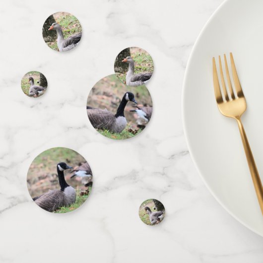 Geese Confetti (Groep)