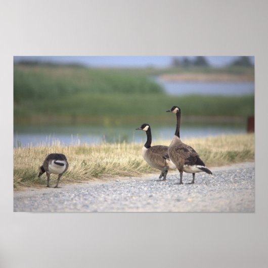 Geese Foto Poster (Voorkant)