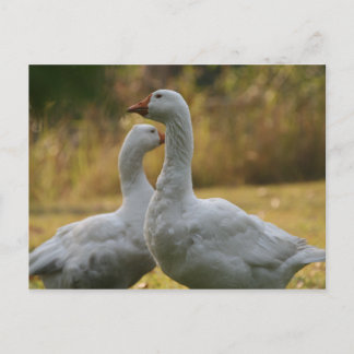 Geese in Australië Briefkaart