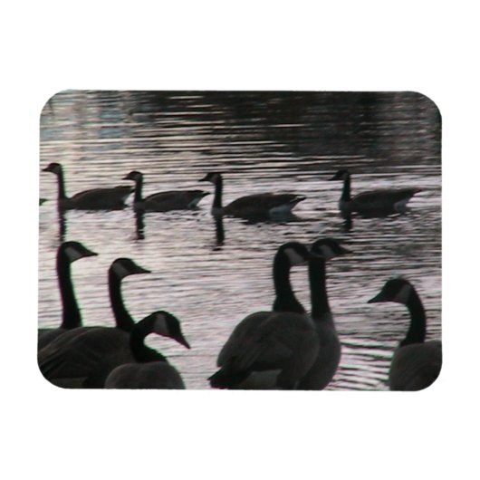 Geese magnet magneet (Horizontaal)