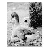 Geese Rubberstempel (Afrduk)