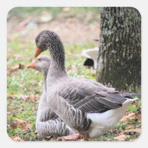 Geese Vierkante Sticker